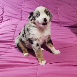 Dak - Blue merle male Miniature Australian Shepherd puppy in Garland, Texas from Dollie Farms
