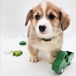 Teddy - Red male Pembroke Welsh Corgi puppy in Kiowa, Colorado from Cool Water Corgis LLC