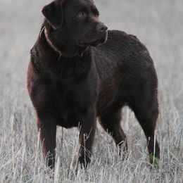 Labrador Retrievers from Goggins Lonestar Farms