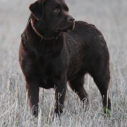 Labrador Retrievers from Goggins Lonestar Farms
