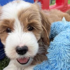 Bernedoodles and Goldendoodles from Dainty Doodle Dogs