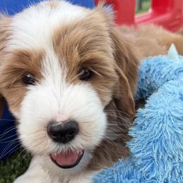 Bernedoodles and Goldendoodles from Dainty Doodle Dogs