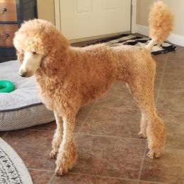 Poodle Puppies from Harmony Hill Standard Poodles