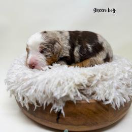 Green boy - Chocolate merle male Bernedoodle puppy in Valdese, North Carolina from Doodling All Day Goldendoodles