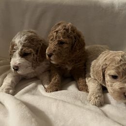 Aussiedoodle Puppies from Aussiedoodles in Dixie