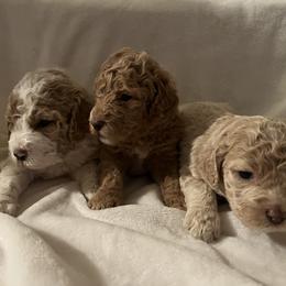 Aussiedoodle Puppies from Aussiedoodles in Dixie