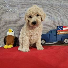 Valor - Labradoodle puppy from Oodles of poodles and doodles