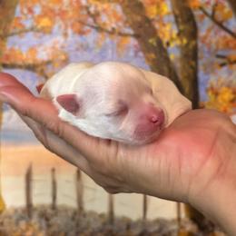 Maltese Puppies from Vegas Maltese