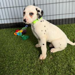 Black tri - LUA - White black and tan male Dalmatian puppy in Sedalia, Missouri from Missouri Dalmatians