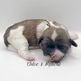 Brindle and White Female - Brown Collar - Brindle and white female Shih Tzu puppy in Crawfordsville, Indiana from Swaying Sycamore Farm