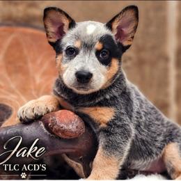 Jake - Blue male Australian Cattle Dog puppy in Chillicothe, Missouri from TLC Cattle dogs