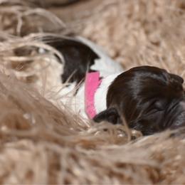 Liberty- Dark Pink Collar - Brown and gray female Wirehaired Pointing Griffon puppy in Menan, Idaho from Star•CH Wirehaired Pointing Griffons