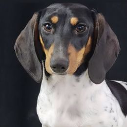 Avon - Dachshund