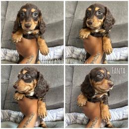 Fanta - Chocolate and tan female Dachshund puppy in Orem, Utah from Miekca’s Dachshunds