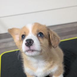 Red Bluie merle (dilute) boy - Sable merle and white male American Corgi puppy in Loretto, Kentucky from Duncan's Border Collies and Corgis