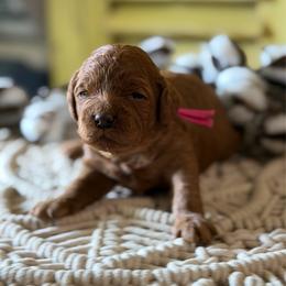 Mary (pink collar) - Red female Cavapoo puppy in Mouth Of Wilson, Virginia from HoneyBunn Doodle Co.