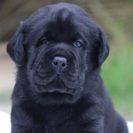Silver collar - Black male Labrador Retriever puppy in Marysville, California from Britt Labradors