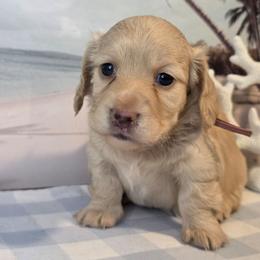 Female 1 - Cream female Dachshund puppy in Romney, Indiana from Brown's Valley Dachshunds