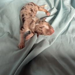 Boy 4 - Red merle male Australian Shepherd puppy in Worcester County, Massachusetts from O’Kejas  Kennel