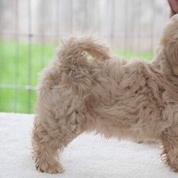 Havanese Puppies from Solstice Havanese