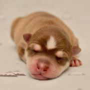Boy 1 - Red and white Alaskan Klee Kai puppy in Parker, Colorado from Proper Klee Kai