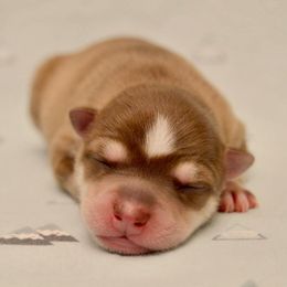 Boy 1 - Red and white Alaskan Klee Kai puppy in Parker, Colorado from Proper Klee Kai