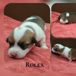 Rolex - Red male Pembroke Welsh Corgi puppy in Charleroi, Pennsylvania from Twilight Hollow Corgis