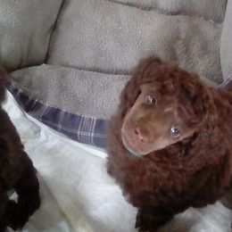 Poodle Puppies from Bluemist Kennel