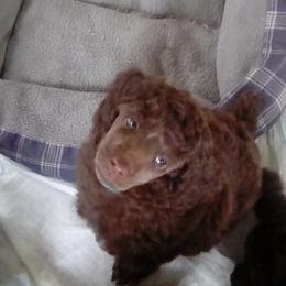 Poodle Puppies from Bluemist Kennel
