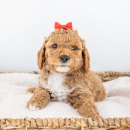 Chanel - Goldendoodle puppy in Davie, Florida from ClassyDoodles