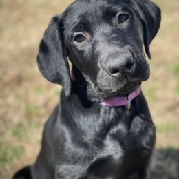 Labrador Retriever Puppies from Triple L Labs & Co.