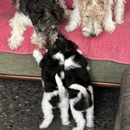 Wire Fox Terrier Puppies from Lisa Ellis