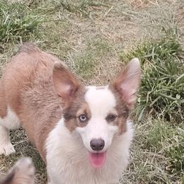 American Corgis and Pembroke Welsh Corgis from Cow Creek Corgis