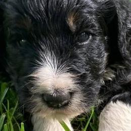 Bernedoodles and Bernese Mountain Dogs from Bernese Home