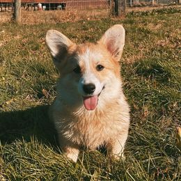 Hazel - Pembroke Welsh Corgi