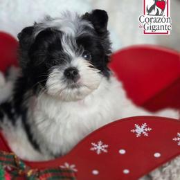 Jinu - Parti male Yorkshire Terrier puppy in California from Corazon de gigante