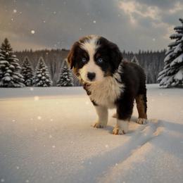 Balto - Black tri-color male Australian Shepherd puppy in Statesville, North Carolina from Charming Australian Shepherds