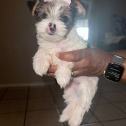 Yorkshire Terrier Puppies from Xclusive Petz