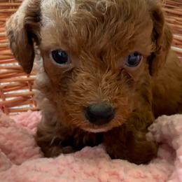 Penny - Red female Cavapoo puppy in Camden, Michigan from FurEver Friends Finder