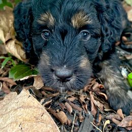 Groot - Black phantom male Aussiedoodle puppy in Marietta, Georgia from Dogwood Family Doodles