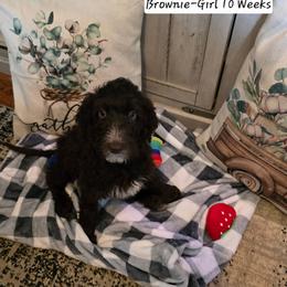 Brownie - Brown and white female Bernedoodle puppy in Columbia, Illinois from Hillcastle Breeders