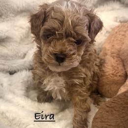 Eira - Red and white female Shihpoo puppy in Traverse City, Michigan from Riyem Wildflower Farms