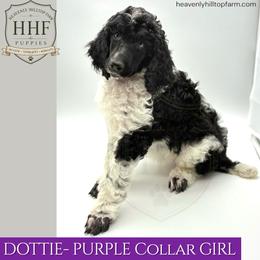 DOTTIE - Purple Collar Girl - Black and White Parti - Parti female Poodle puppy in Charlo, Montana from Heavenly Hilltop Farm