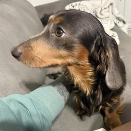 Gus - Dachshund