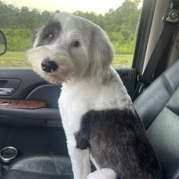 Eleven - Sheepadoodle