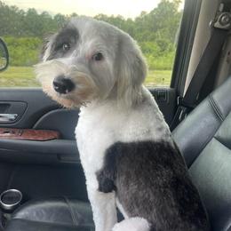 Eleven - Sheepadoodle