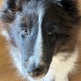 Fields - Black and white male Shetland Sheepdog puppy in Weeping Water, Nebraska from Celebration Shelties