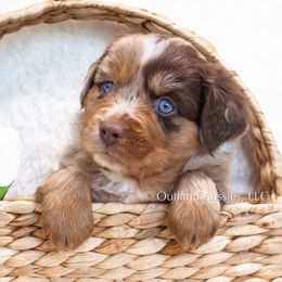 THUMPER - Red merle Miniature Australian Shepherd puppy in Oklahoma City, Oklahoma from Outland Toy & Mini Aussies