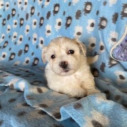 Aries - White female Coton de Tulear puppy in Rubicon, Wisconsin from Darryl's Cotons de Tulear