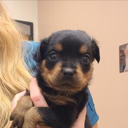 Ranger aka Little Man - Black and mahogany male Rottweiler puppy in Humboldt, Arizona from Guardian Angel Rottweiler